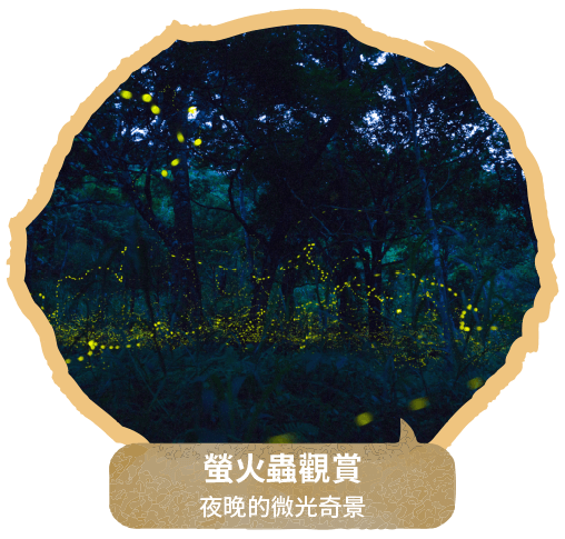 螢火蟲觀賞